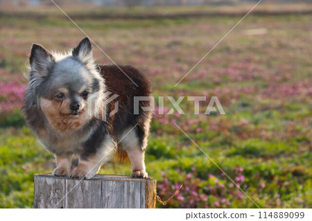 Long-coated Chihuahua standing on a stump and staring in a spring field 114889099