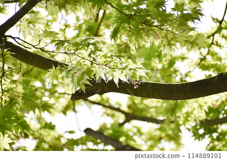 The refreshing green leaves of maples 114889101