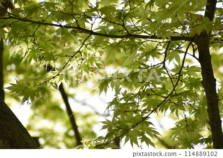 The refreshing green leaves of maples The refreshing green leaves of maples 114889102