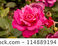 Large pink flower (Intrigue) 114889194