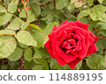 Red Rose (Papa Meyhan) 114889195
