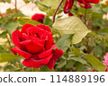 Red Rose (Papa Meyhan) 114889196