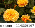 Yellow Rose (Amber Queen) 114889197
