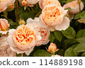 Reddish white rose (Ambridge rose) 114889198