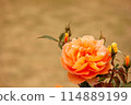 Orange Rose (Pat Austin) 114889199