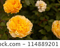 Yellow Rose (Molyneux) 114889201