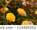 Yellow Rose (Molyneux) 114889202