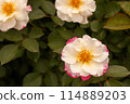White and pink roses (Citron Fraise) 114889203