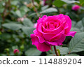 Deep pink rose (Chartreuse de Parme) 114889204