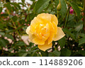 Yellow Rose (Buttercup) 114889206