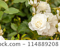 White Rose (Iceberg) 114889208