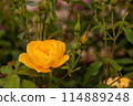 Yellow Rose (Buttercup) 114889248