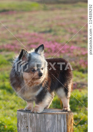 A long-coated chihuahua sitting on a stump and gazing at a flowering field 114889292