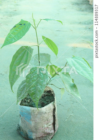 Piper chaba plant on nursery for sell Piper chaba plant on nursery for sell 114889317