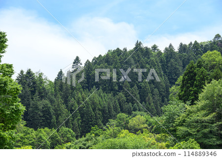 Forest image [Aikawa Town, Aiko District, Kanagawa Prefecture] 114889346