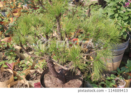 black pine plant on nursery for sell 114889413