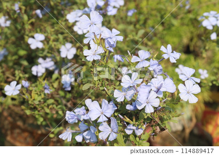 plumbago auriculata flower plant on nursery 114889417