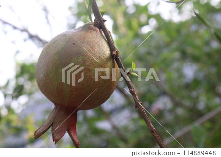 Pomegranate on plant in farm for harvest 114889448