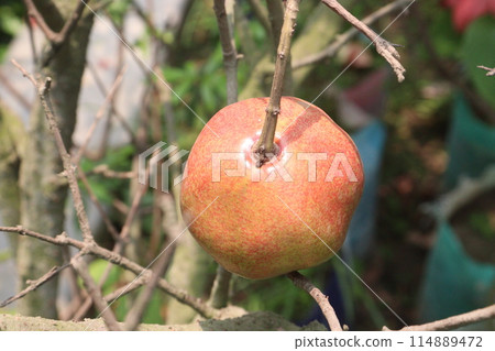 Pomegranate on plant in farm for harvest 114889472
