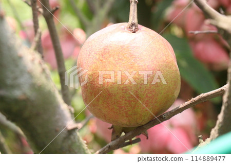 Pomegranate on plant in farm for harvest 114889477