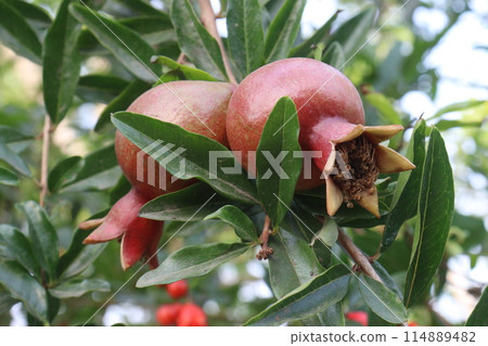 Pomegranate on plant in farm for harvest 114889482