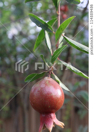 Pomegranate on plant in farm for harvest Pomegranate on plant in farm for harvest 114889486