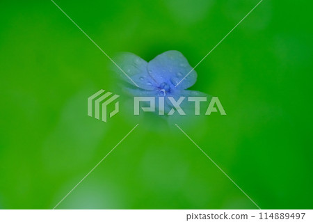 Hydrangea in the Green Hole Hydrangea in the Green Hole 114889497