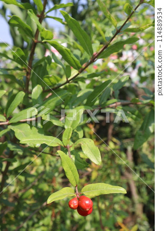 Pomegranate flower on tree in farm for harvest 114889534