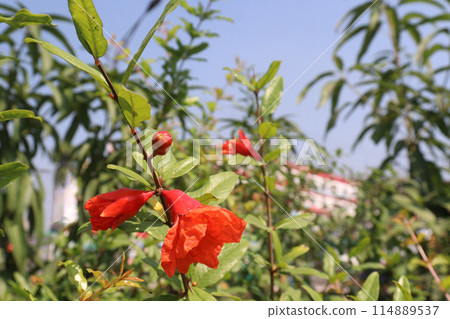 Pomegranate flower on tree in farm for harvest 114889537