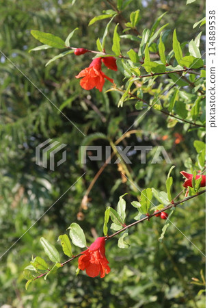 Pomegranate flower on tree in farm for harvest 114889538
