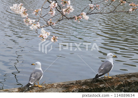 Black-headed Gulls Staying on the Pond Fence 114889634