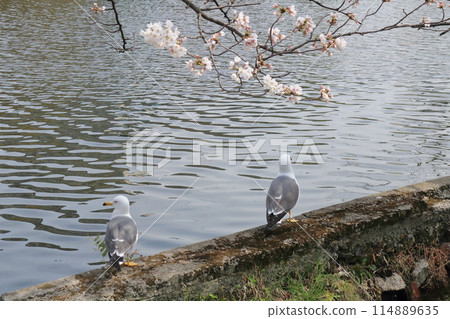 黑頭鷗呆在池塘柵欄上 黑頭鷗呆在池塘柵欄上 114889635