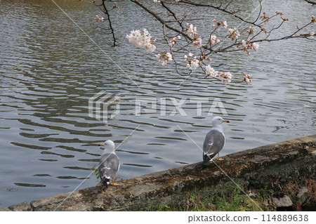 Black-headed Gulls Staying on the Pond Fence Black-headed Gulls Staying on the Pond Fence 114889638