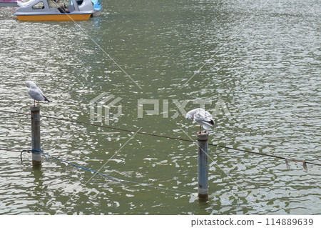 Black-headed Gulls Staying on the Pond Fence Black-headed Gulls Staying on the Pond Fence 114889639