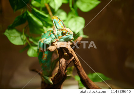 Captive chameleons, reptiles 114889640