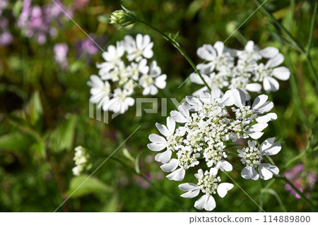 Orlea · White Race 114889800