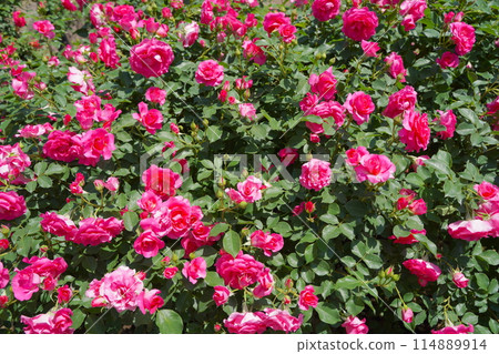 日本橫濱港景山公園的玫瑰花 114889914