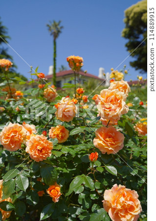 日本橫濱港景山公園的玫瑰花 114889915