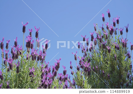 Roses at Minato Mirai Park in Yokohama, Japan 114889919