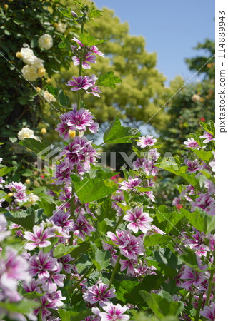 日本橫濱港景山公園的玫瑰花 114889943