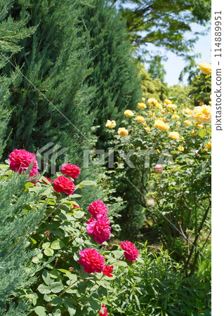 日本橫濱港景山公園的玫瑰花 114889951