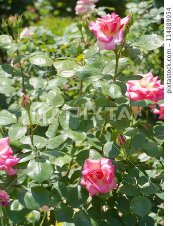 日本橫濱港景山公園的玫瑰花 日本橫濱港景山公園的玫瑰花 114889954