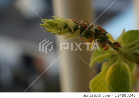Mangelicon flower 114890242