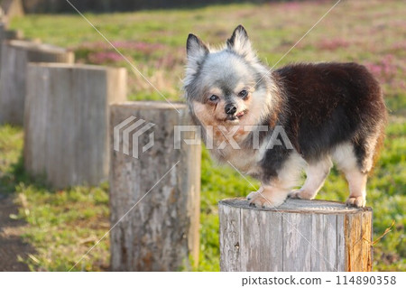 Moo-chan, a Chihuahua girl, sits on a stump and gazes out at the spring field. Moo-chan, a Chihuahua girl, sits on a stump and gazes out at the spring field. 114890358
