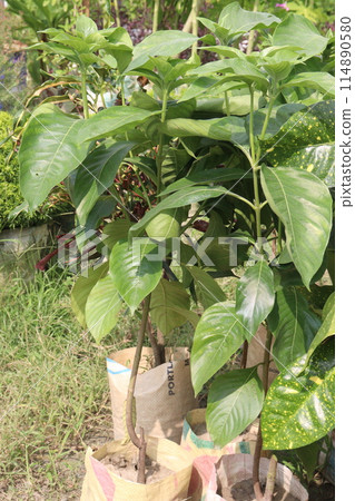 Avocado plant on nursery for sell Avocado plant on nursery for sell 114890580