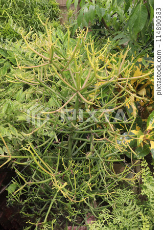 Pencil cactus plant on nursery for sell are cash crops 114890583