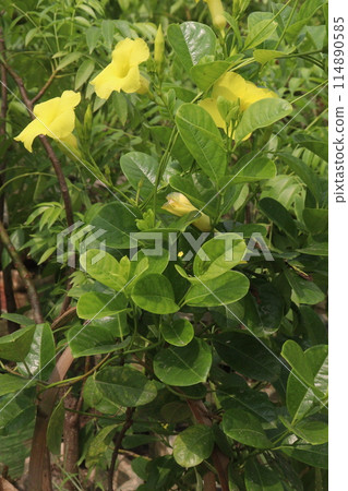 Pentalinon luteum flower plant on nursery Pentalinon luteum flower plant on nursery 114890585