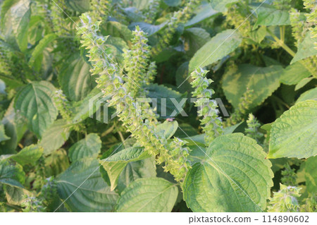 Perilla frutescens plant on farm for harvest 114890602