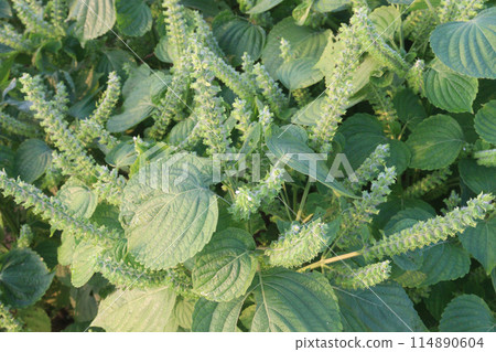 Perilla frutescens plant on farm for harvest 114890604