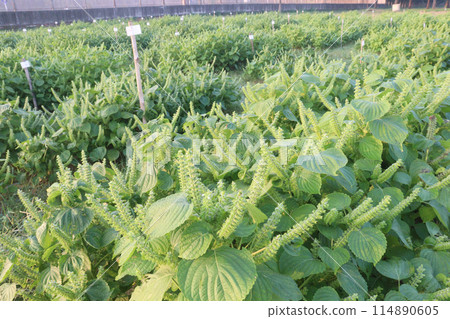 Perilla frutescens plant on farm for harvest 114890605